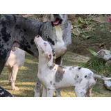 Maravilhosos Cães Da Raça Dogue Alemão