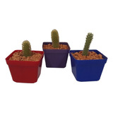 Cactus Mini - Cactaceae De Interior Diámetro 7 Cm