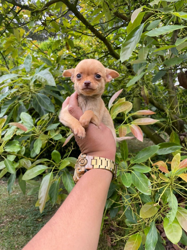 Cachorra Chihuahua Pura Raza Medellín Animal Pets 