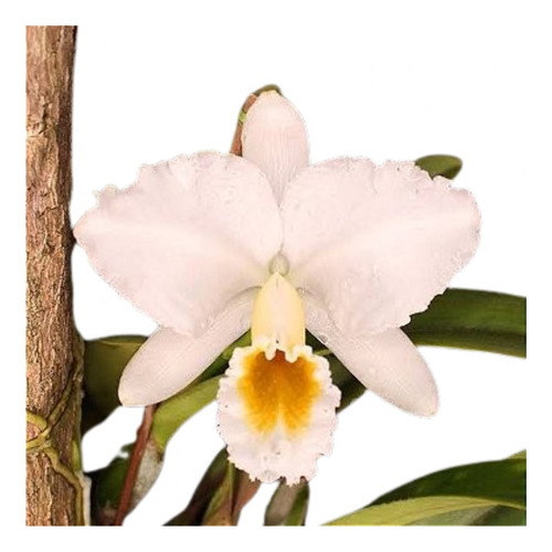 Cattleya Persivaliana Alba Meristema