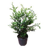Planta De Exterior Arbusto Buxus Cerco Vivo X 10 Litros 