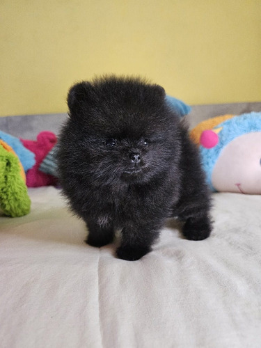 Cachorros Pomerania Mini Hermosos! Envio Gratis