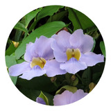 Enredadera Thunbergia Grandiflora Bignonia Azul + Regalo