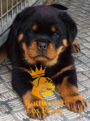 Cachorro Rottweiler 67