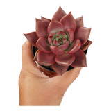 Suculenta Echeveria Agavoides Romeo Muda Raríssima Vermelha