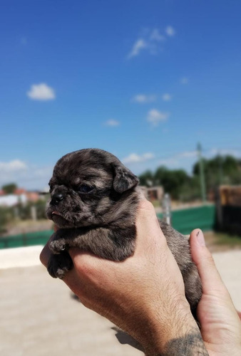 Pug Carlino Exótico Merle Mendoza Únicos 