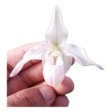 Orquídea Terrestre Phragmipedium Rosa Híbrido (sapatinho)
