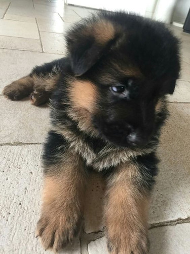 Perros Cachorros Pastor Alemán De Pelo Largo Medellín Bogotá