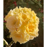 1 Muda Rosa Do Deserto Bridal Bouquet Amarela