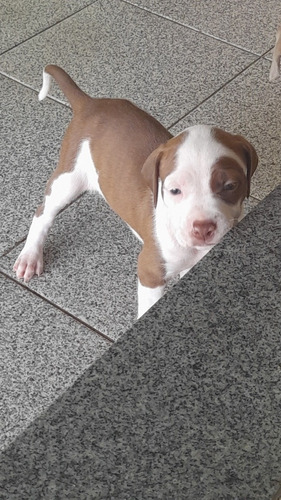 Filhote Pitt Bull Genética American Bully 