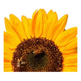 Semilla Girasol Flor Gigante Amarilla Y A