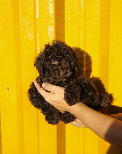 Ultimo Y Lindo Cachorrito French Poodle Chocolate Mini T Cup