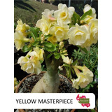 Yellow Masterpice - Rosa Do Deserto Dobrada Importada