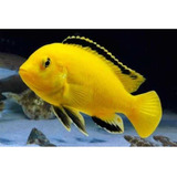 Peixe Ciclídeo Africano Labidochromis Yellow Lindo Exemplar 