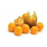 500 Sementes De Physalis