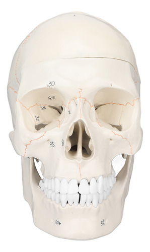 Modelo Anatómico De Cráneo Humano, Tamaño Natural, Multiprop
