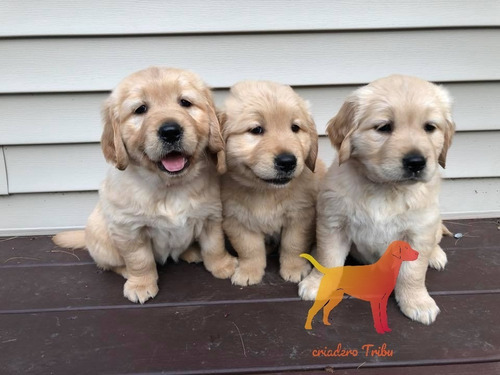 Golden Retriever Cachorros Pureza 100% Con Carnet,