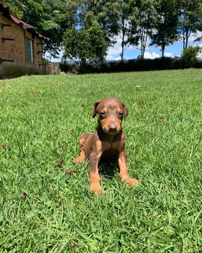 Cachorros Doberman