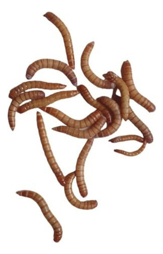 Tenebrios X 100 Alimento Vivo Gecko Gallina Erizo Peces
