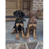 Cachorros Doberman Perrito Doverman Puppy Dobermen