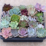 10 Sementes Suculenta Echeveria Mix Rosa De Pedra P/ Mudas