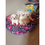 Bellos Ejemplares Poodle Toy Blancos 