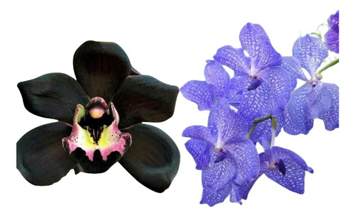 Orquídea Negra Cymbidium Kiwi + Vanda Azul 