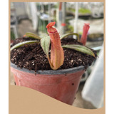Nepenthes Albomarginata Red / Tamaño Grande