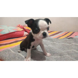 Cachorro Boston Terrier Envigado Medellín Animal Pets 