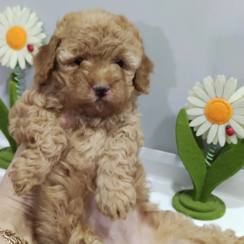 Notable Belleza Caniche Rojo Línea Campeones