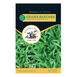 Semillas De Grama Bahiana 250 Gr