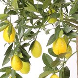 Limón Tequilero Árbol Var Tavares 140 Cm Limon Amarillo 