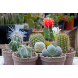 Pack De 5 Cactus Variedad De Especies 