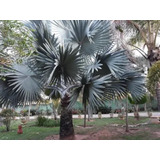 10 Sementes Palmeira Azul - Bismarckia Nobilis P/ Mudas