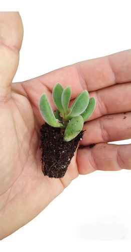 Mini Cactus Suculentas Enraizadas Pack X50 Envios Isiflor