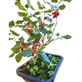 Bonsai De Amora Cheia De Frutos, Fotos Originais Do Produto 