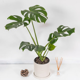 Planta Interior Monstera Deliciosa - Costilla De Adán