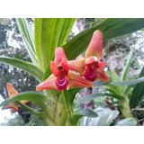 Orquidea Maxilaria Eliator Con Envio 