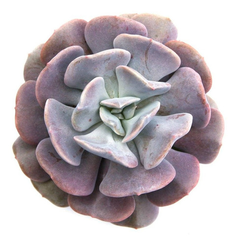 Suculenta Echeveria Cubic Frost- Rara