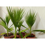 Palmera Washingtonia