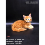 (797) Filhote De Maine Coon - Fêmea Red Classic Tabby