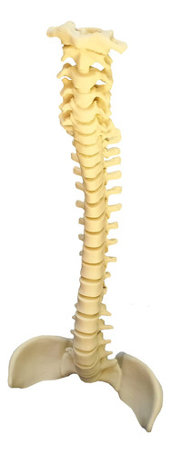 Columna Vertebral Y Pelvis Articulada Color Hueso Desarmable