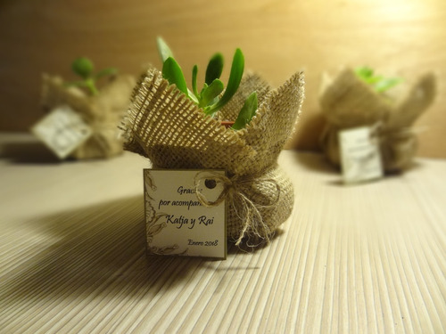 Recuerdos Cactus Encintados Plantas Para Matrimonios Regalos