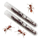 Dos Tubos De Hormigas Cosechadoras Vivas Con Guía De Instruc