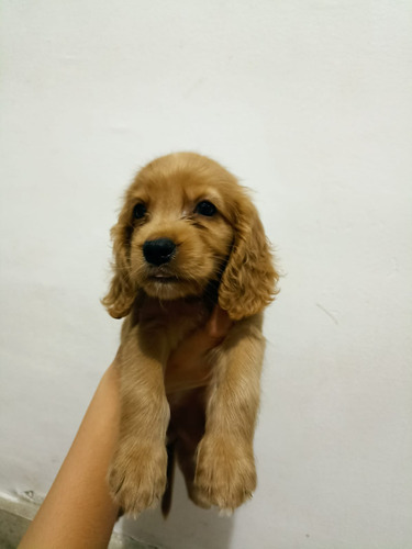 Cachorro Cocker Spaniel