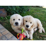 Cachorros Golden Retriever Sanos Y Adorables 100% Puros