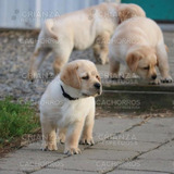 Cachorros Labrador Machitos Robustos