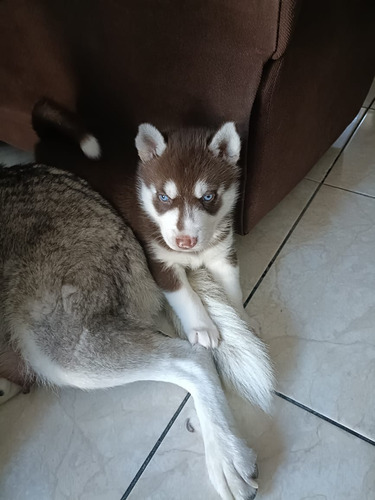 Hermosos Cachorros Husky Siberianos