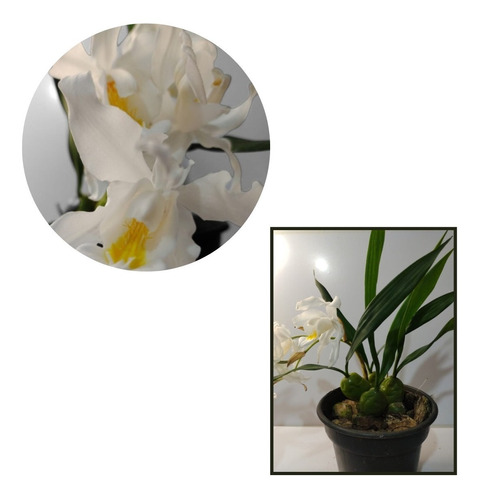 Orquidea Coelogyne Cristata Adulta Top Para Decorar Ambiente