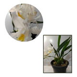 Orquidea Coelogyne Cristata Adulta Top Para Decorar Ambiente